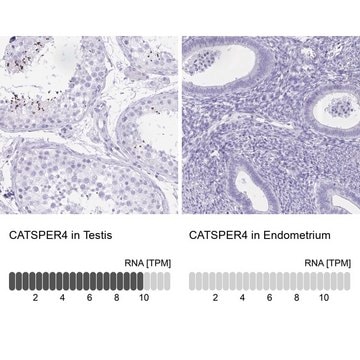 Anti-CATSPER4 antibody produced in rabbit Prestige Antibodies&#174; Powered by Atlas Antibodies, affinity isolated antibody, buffered aqueous glycerol solution