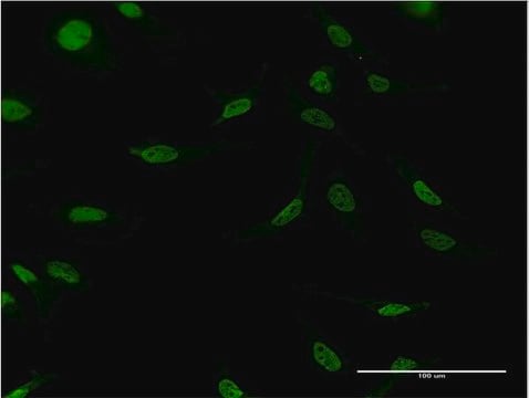 Monoclonal Anti-CSTF2 antibody produced in mouse clone 4E3-3C9, purified immunoglobulin, buffered aqueous solution