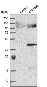 Anti-ASPHD2 antibody produced in rabbit Prestige Antibodies&#174; Powered by Atlas Antibodies, affinity isolated antibody, buffered aqueous glycerol solution