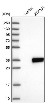 Anti-ATP5SL antibody produced in rabbit Prestige Antibodies&#174; Powered by Atlas Antibodies, affinity isolated antibody, buffered aqueous glycerol solution