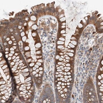 Anti-XPNPEP1 antibody produced in rabbit Prestige Antibodies&#174; Powered by Atlas Antibodies, affinity isolated antibody, buffered aqueous glycerol solution, ab3