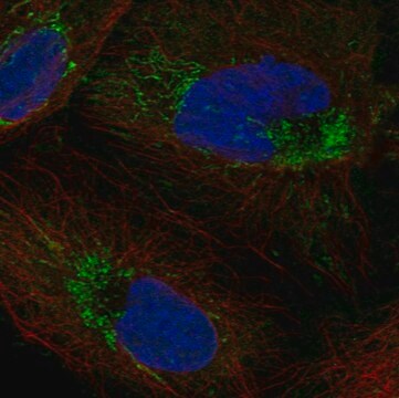 Anti-Mrpl58 Antibody Produced In Rabbit Prestige Antibodies&#174; Powered by Atlas Antibodies, affinity isolated antibody, buffered aqueous glycerol solution