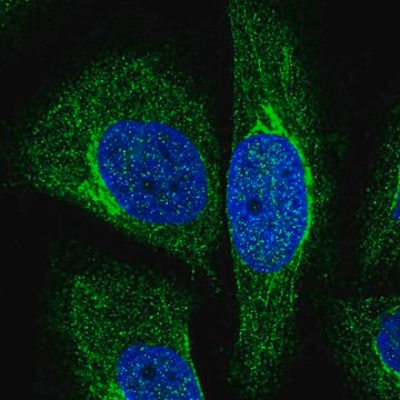 Anti-NRIP3 antibody produced in rabbit Prestige Antibodies&#174; Powered by Atlas Antibodies, affinity isolated antibody