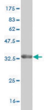 Monoclonal Anti-STMN2 antibody produced in mouse clone 1C6, purified immunoglobulin, buffered aqueous solution