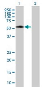 Anti-TTC31 antibody produced in mouse purified immunoglobulin, buffered aqueous solution