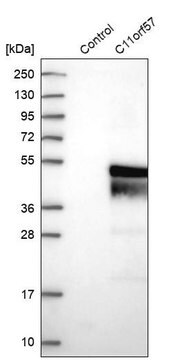 Anti-C11orf57 antibody produced in rabbit Prestige Antibodies&#174; Powered by Atlas Antibodies, affinity isolated antibody, buffered aqueous glycerol solution