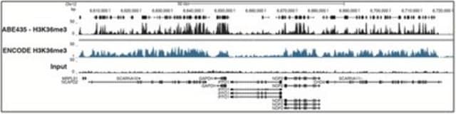 Anti-trimethyl-Histone H3 (Lys36) Antibody from rabbit, purified by affinity chromatography