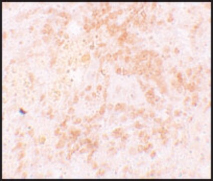 Anti-HVCN1 antibody produced in rabbit affinity isolated antibody, buffered aqueous solution