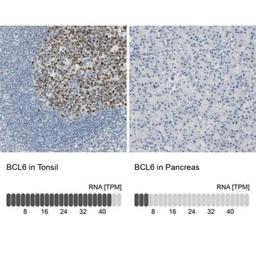 抗BCL6抗体 ウサギ宿主抗体 Prestige Antibodies&#174; Powered by Atlas Antibodies, affinity isolated antibody, buffered aqueous glycerol solution