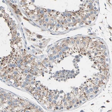 Anti-GLT8D1 antibody produced in rabbit Prestige Antibodies&#174; Powered by Atlas Antibodies, affinity isolated antibody, buffered aqueous glycerol solution