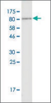 Monoclonal Anti-MYBPH antibody produced in mouse clone 1G18, ascites fluid