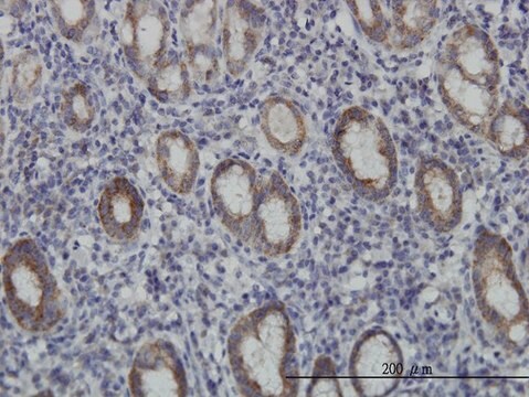 Monoclonal Anti-EIF4E2 antibody produced in mouse clone 4G10, purified immunoglobulin, buffered aqueous solution