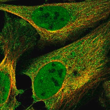 Anti-FBXO38 antibody produced in rabbit Prestige Antibodies&#174; Powered by Atlas Antibodies, affinity isolated antibody