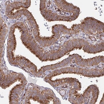 Anti-DVL3 antibody produced in rabbit Prestige Antibodies&#174; Powered by Atlas Antibodies, affinity isolated antibody, buffered aqueous glycerol solution