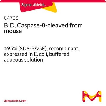 BID, Caspase-8-cleaved from mouse &#8805;95% (SDS-PAGE), recombinant, expressed in E. coli, buffered aqueous solution