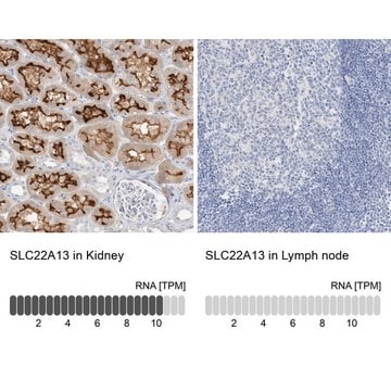 Anti-SLC22A13 antibody produced in rabbit Prestige Antibodies&#174; Powered by Atlas Antibodies, affinity isolated antibody, buffered aqueous glycerol solution