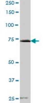 Anti-CENTB1 antibody produced in mouse IgG fraction of antiserum, buffered aqueous solution