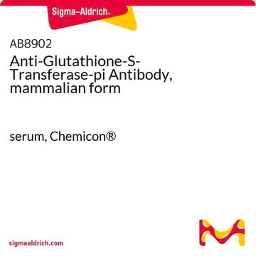 Anti-Glutathione-S-Transferase-pi Antibody, mammalian form serum, Chemicon&#174;