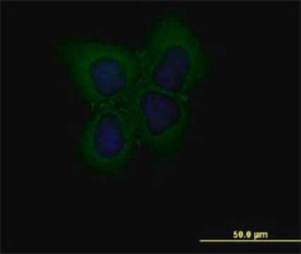 Monoclonal Anti-CLDN1 antibody produced in mouse clone 2E2-H5, purified immunoglobulin, buffered aqueous solution