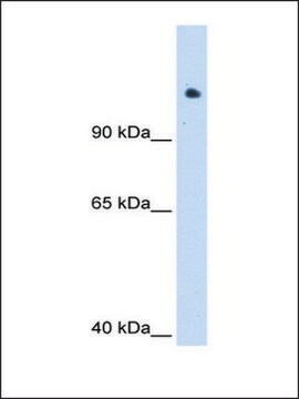 Anti-SMARCAL1 antibody produced in rabbit IgG fraction of antiserum