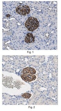 Anti-GLEPP1 Antibody, extracellular domain, clone 1B4 clone 1B4, 1&#160;mg/mL, from mouse