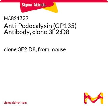 Anticorps anti-podocalyxine (GP135), clone&nbsp;3F2:D8 clone 3F2:D8, from mouse