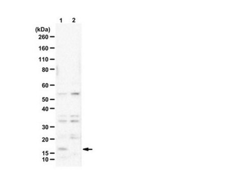 Anti-Histone H3.3 G34W from rabbit