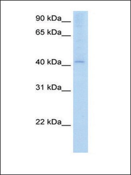 Anti-AADAC antibody produced in rabbit IgG fraction of antiserum