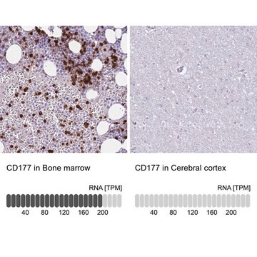 Anti-CD177 antibody produced in rabbit Prestige Antibodies&#174; Powered by Atlas Antibodies, affinity isolated antibody