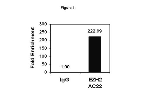 ChIPAb+ EZH2, clone AC22 - ChIP Validated Antibody and Primer Set clone AC22, from mouse