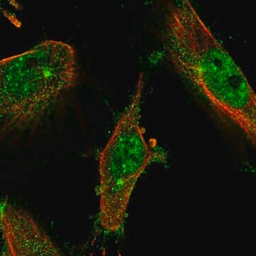 Anti-LMTK2 antibody produced in rabbit Prestige Antibodies&#174; Powered by Atlas Antibodies, affinity isolated antibody