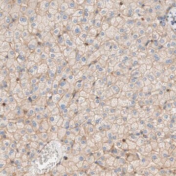 Anti-STOM antibody produced in rabbit Ab2, Prestige Antibodies&#174; Powered by Atlas Antibodies, affinity isolated antibody, buffered aqueous glycerol solution