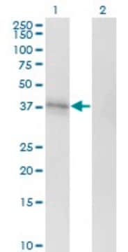 Monoclonal Anti-EDG1 antibody produced in mouse clone 2E12, purified immunoglobulin, buffered aqueous solution