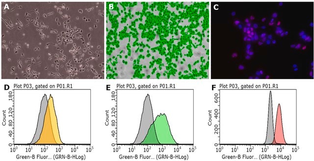 MNK-3 Mouse Innate Lymphoid Cell Line