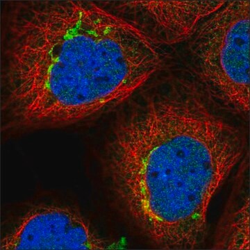 Anti-COL4A3BP antibody produced in rabbit Prestige Antibodies&#174; Powered by Atlas Antibodies, affinity isolated antibody