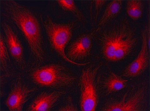 Anti-ITGA3 (1037-1051) antibody produced in rabbit IgG fraction of antiserum, buffered aqueous solution