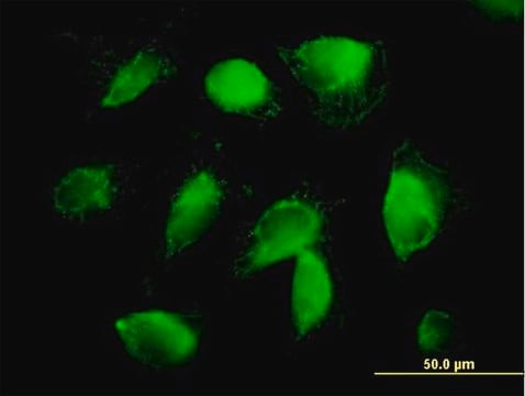 Anti-F2 antibody produced in mouse purified immunoglobulin, buffered aqueous solution