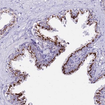 Anti-PRY antibody produced in rabbit Prestige Antibodies&#174; Powered by Atlas Antibodies, affinity isolated antibody, buffered aqueous glycerol solution