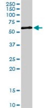 Anti-ZNF259 antibody produced in rabbit purified immunoglobulin, buffered aqueous solution