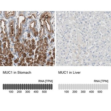 Anti-MUC1 antibody produced in rabbit Prestige Antibodies&#174; Powered by Atlas Antibodies, affinity isolated antibody, buffered aqueous glycerol solution