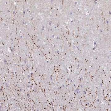 Anti-ARPP19 antibody produced in rabbit Prestige Antibodies&#174; Powered by Atlas Antibodies, affinity isolated antibody, buffered aqueous glycerol solution