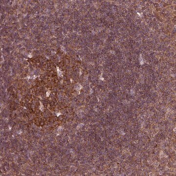 Anti-LSM14A antibody produced in rabbit Prestige Antibodies&#174; Powered by Atlas Antibodies, affinity isolated antibody, buffered aqueous glycerol solution