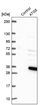 抗-ATG5 兔抗 Prestige Antibodies&#174; Powered by Atlas Antibodies, affinity isolated antibody, buffered aqueous glycerol solution