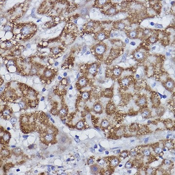 Anti-COX6B1 Antibody, clone 7T0J5, Rabbit Monoclonal