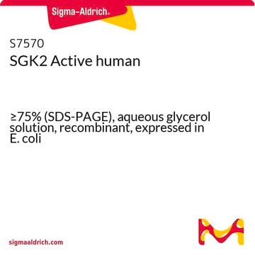 SGK2 Active human &#8805;75% (SDS-PAGE), aqueous glycerol solution, recombinant, expressed in E. coli