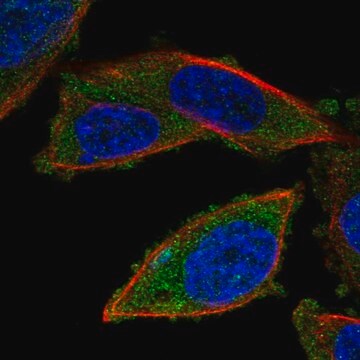 Anti-RNF123 antibody produced in rabbit Prestige Antibodies&#174; Powered by Atlas Antibodies, affinity isolated antibody