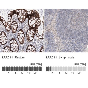 Anti-LRRC1 antibody produced in rabbit Prestige Antibodies&#174; Powered by Atlas Antibodies, affinity isolated antibody, buffered aqueous glycerol solution, ab2