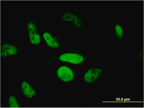 Monoclonal Anti-PHF11 antibody produced in mouse clone 3B8, purified immunoglobulin, buffered aqueous solution