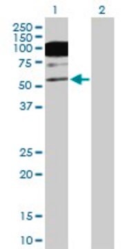 Anti-CACNB1 antibody produced in mouse purified immunoglobulin, buffered aqueous solution