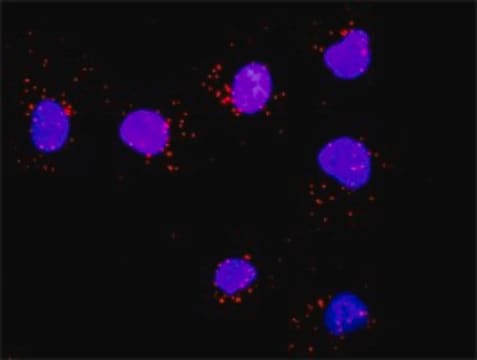 Monoclonal Anti-SOS1 antibody produced in mouse clone 4C1, purified immunoglobulin, buffered aqueous solution